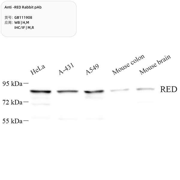 Антитела первичные, поликлональные, RED, 100 мкл
