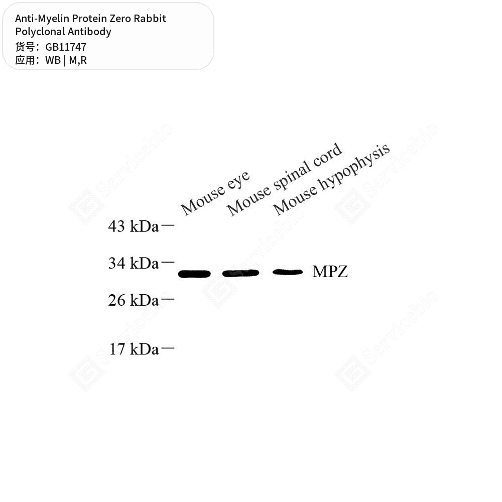 Антитела первичные, поликлональные кролика к Myelin Protein Zero крысы, мыши, 50 мкл