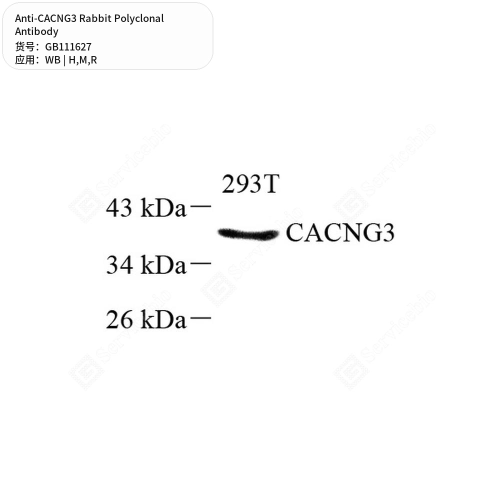 Антитела первичные, поликлональные кролика к CACNG3 крысы, мыши, человека, 100 мкл