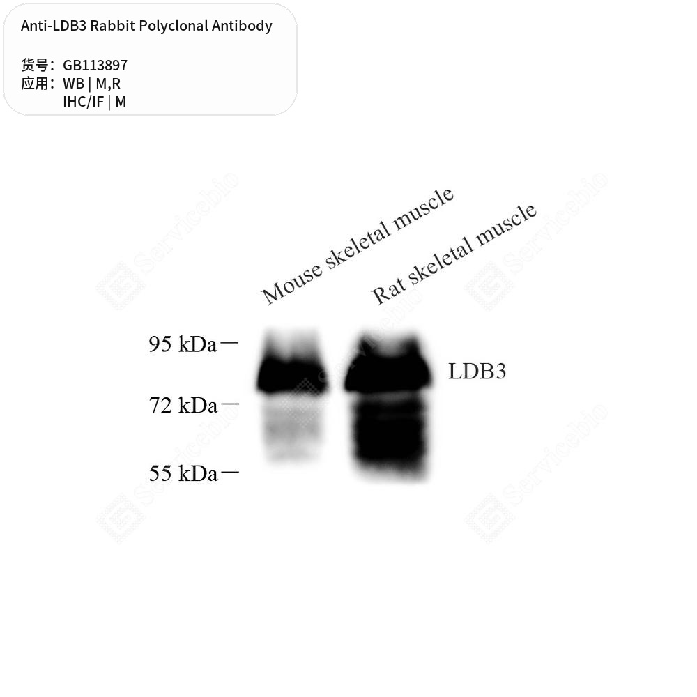 Антитела первичные, поликлональные кролика к LDB3 крысы, мыши, 100 мкл