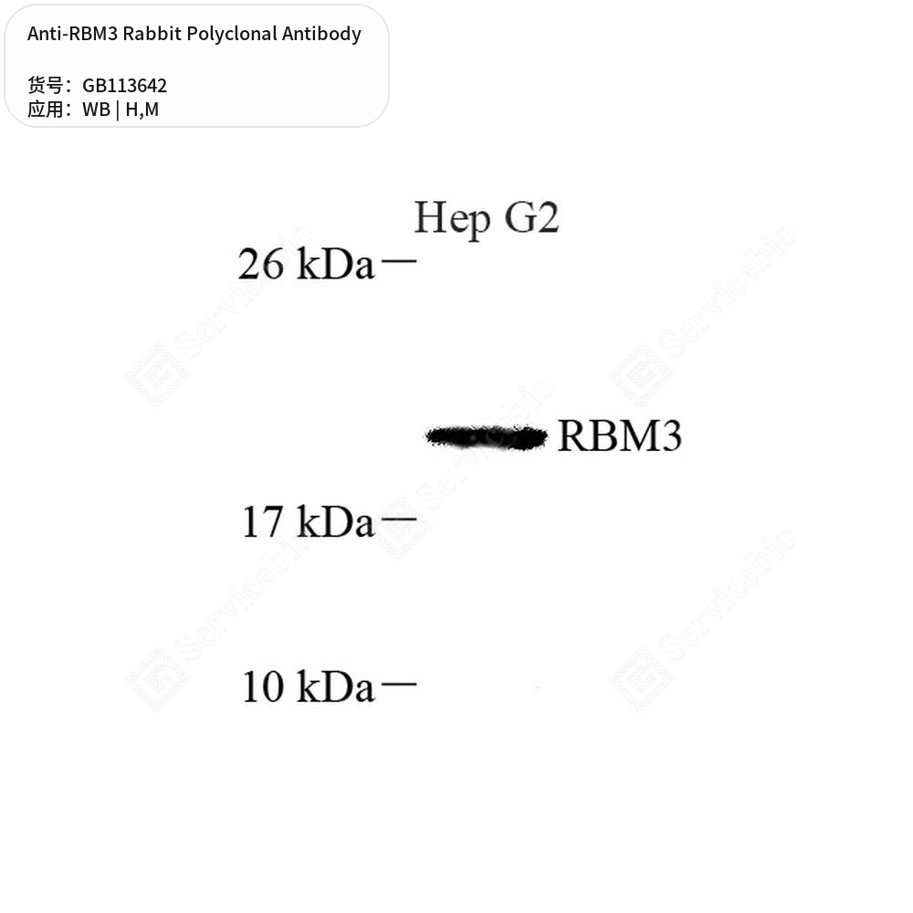 Антитела первичные, поликлональные кролика к RBM3 мыши, человека, 100 мкл