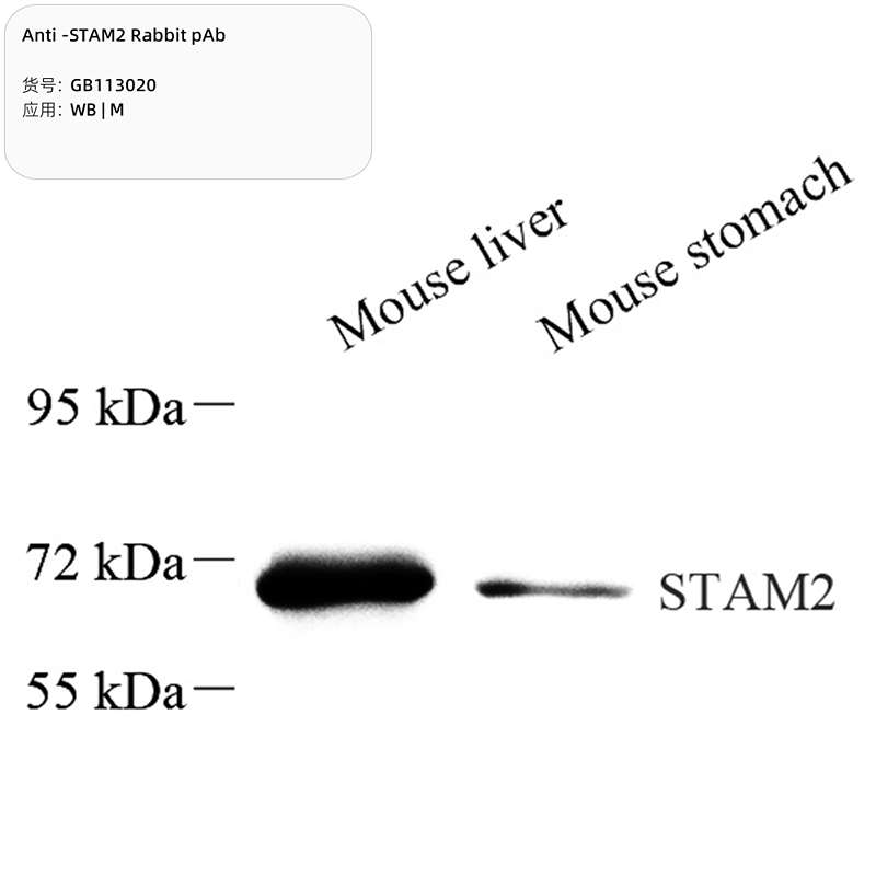 Антитела первичные, поликлональные, STAM2, 100 мкл