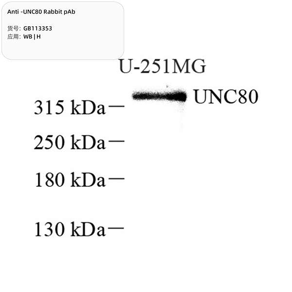Антитела первичные, поликлональные, UNC80, 100 мкл