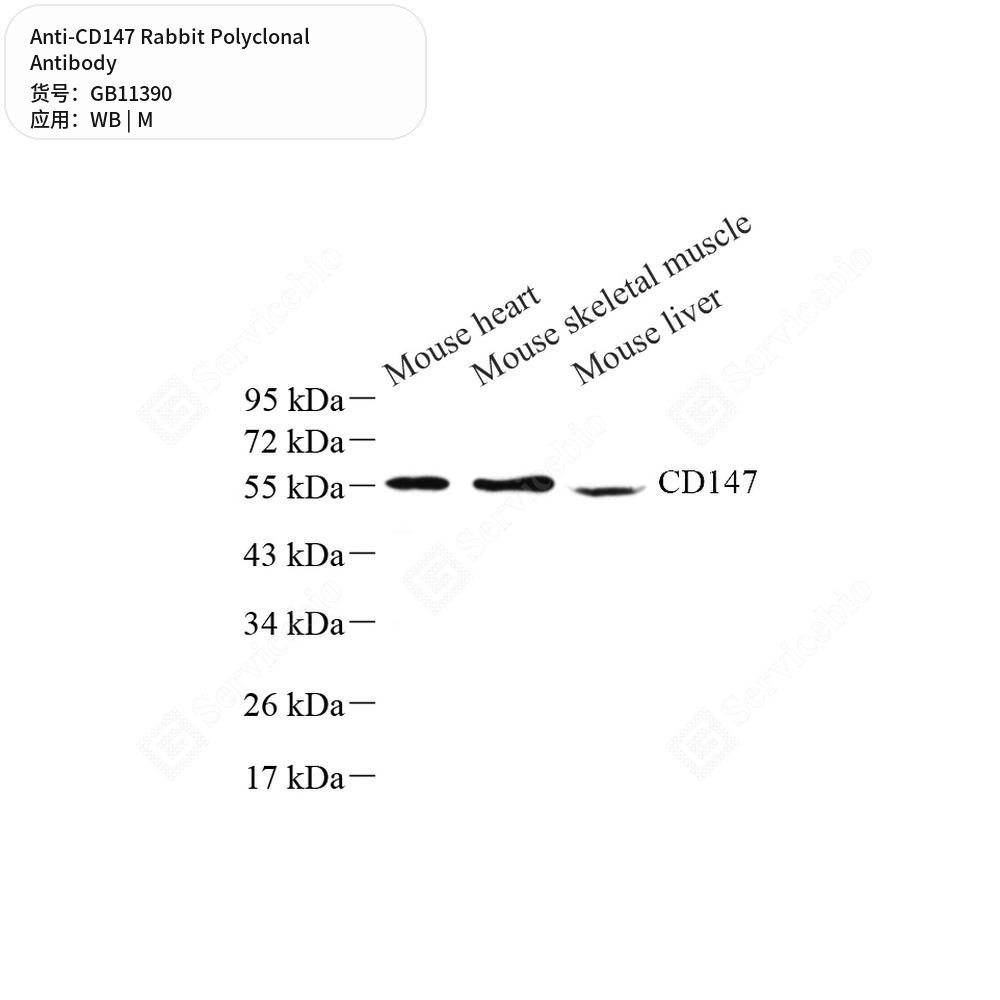 Антитела первичные, поликлональные кролика к CD147 мыши, 50 мкл