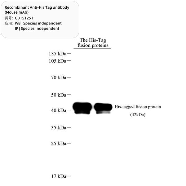 Антитела первичные, моноклональные His Tag, рекомбинантные, 100 мкл