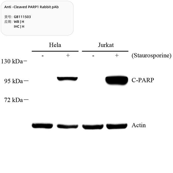 Антитела первичные, поликлональные, Cleaved PARP1, 100 мкл