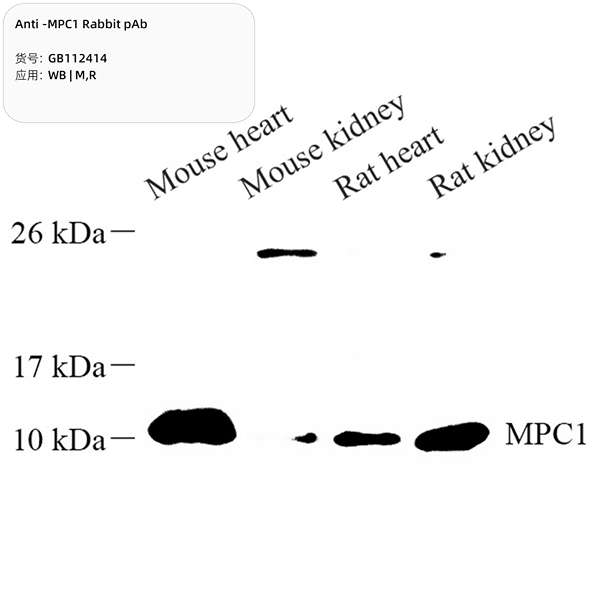 Антитела первичные, поликлональные, MPC1, 100 мкл