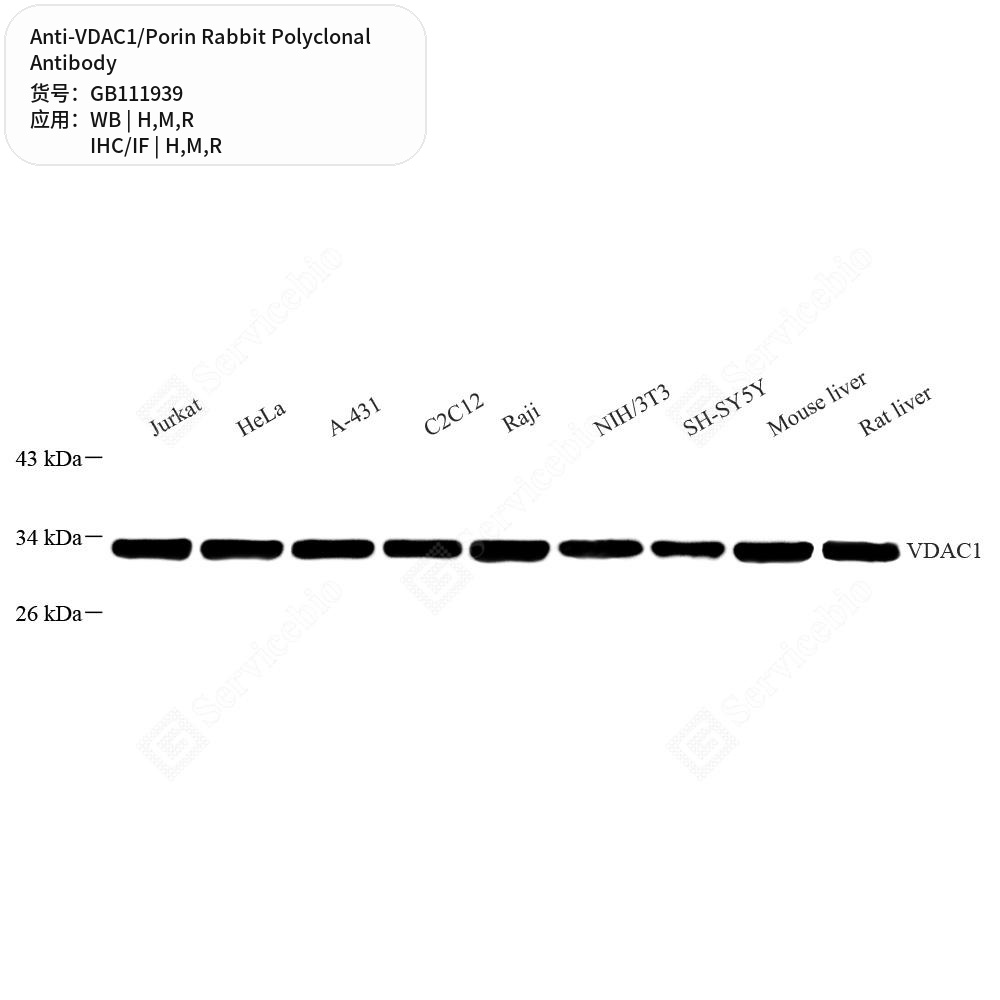 Антитела первичные, поликлональные кролика к VDAC1/Porin крысы, мыши, человека, 100 мкл