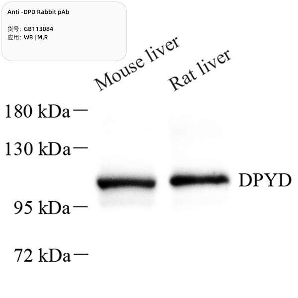 Антитела первичные, поликлональные, DPD, 100 мкл