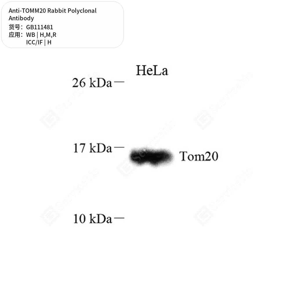 Антитела первичные, поликлональные кролика к TOMM20 крысы, мыши, человека, 100 мкл