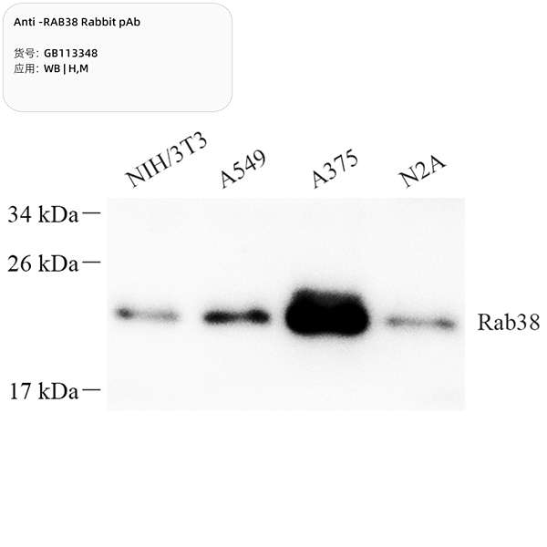 Антитела первичные, поликлональные, RAB38, 100 мкл