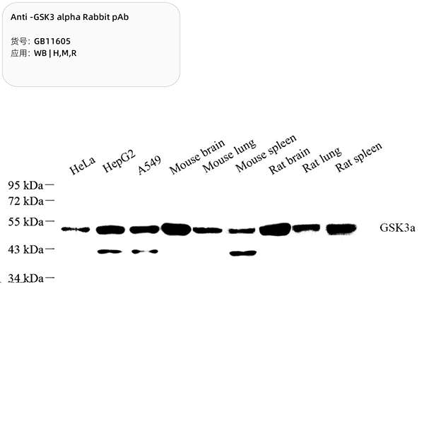 Антитела первичные, поликлональные, GSK3 alpha, 100 мкл