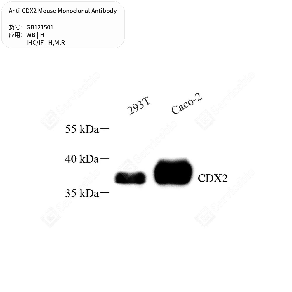 Антитела первичные, моноклональные мыши к CDX2 крысы, мыши, человека, 50 мкл