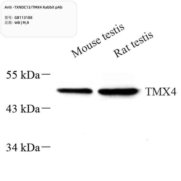 Антитела первичные, поликлональные, TXNDC13/TMX4, 100 мкл