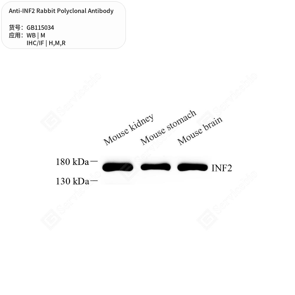 Антитела первичные, поликлональные кролика к INF2 крысы, мыши, человека, 50 мкл