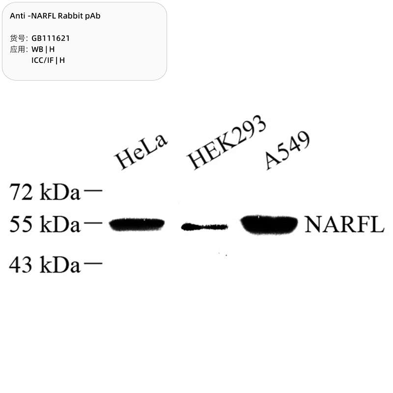 Антитела первичные, поликлональные, NARFL, 100 мкл