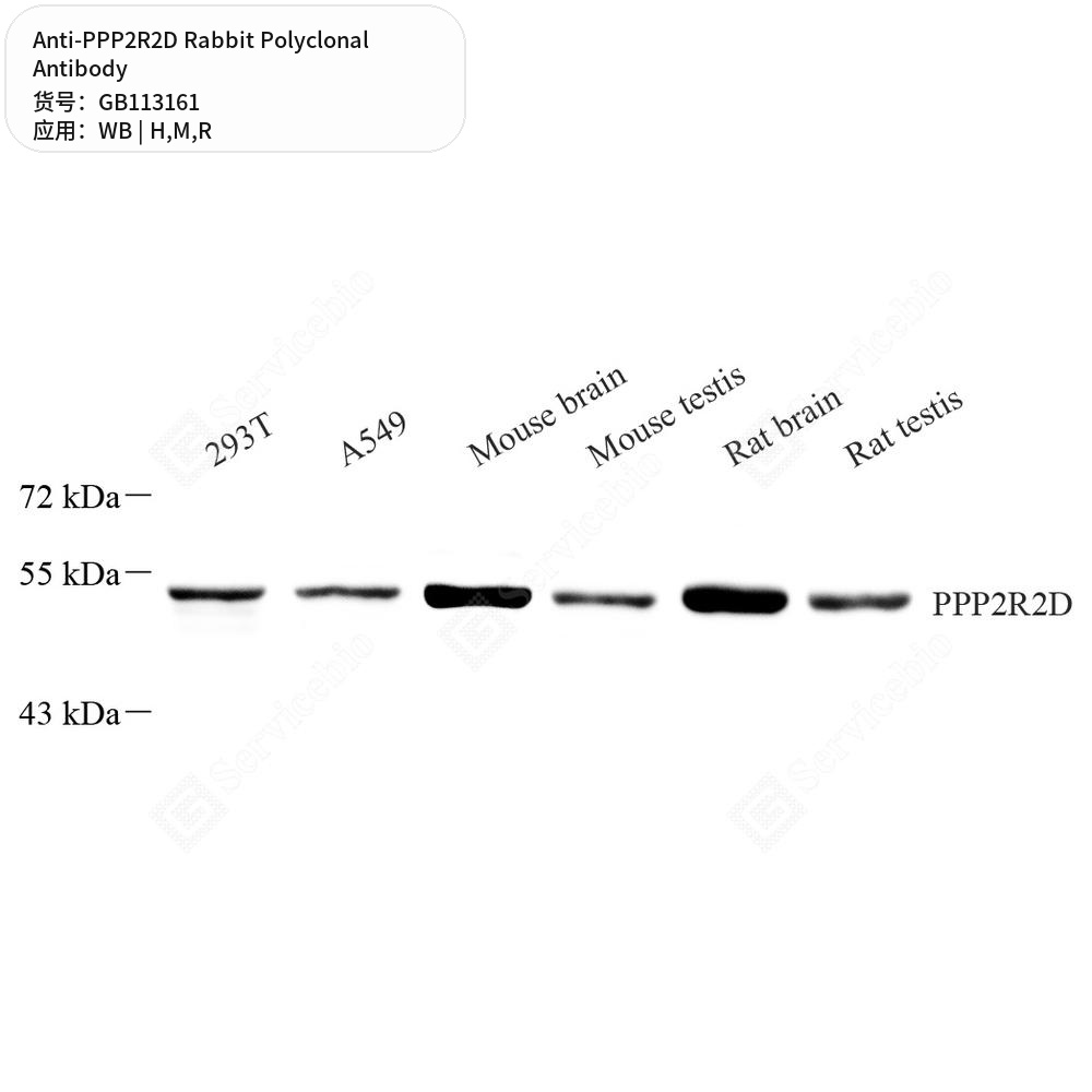 Антитела первичные, поликлональные кролика к PPP2R2D крысы, мыши, человека, 100 мкл