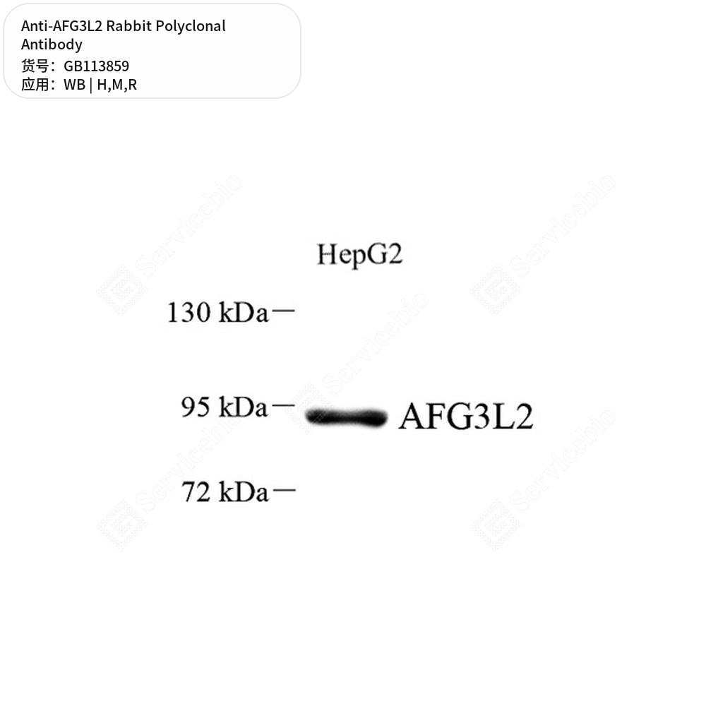 Антитела первичные, поликлональные кролика к AFG3L2 крысы, мыши, человека, 50 мкл