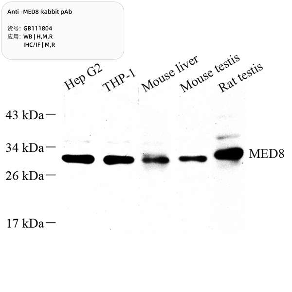 Антитела первичные, поликлональные, MED8, 100 мкл