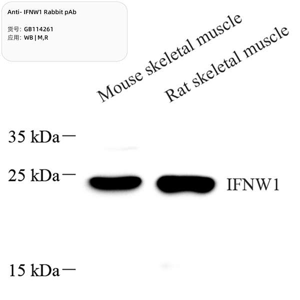 Антитела первичные, поликлональные, IFNW1, 100 мкл