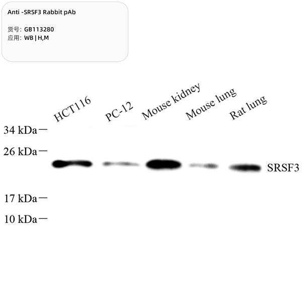 Антитела первичные, поликлональные, SRSF3, 100 мкл