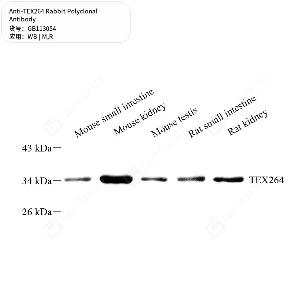 Антитела первичные, поликлональные кролика к TEX264 крысы, мыши, 100 мкл