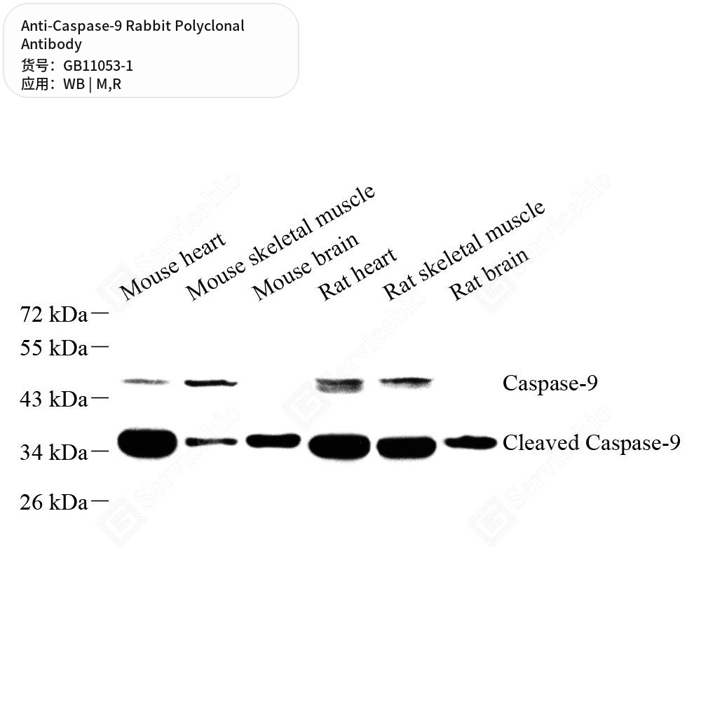 Антитела первичные, поликлональные кролика к Caspase-9 крысы, мыши, 100 мкл