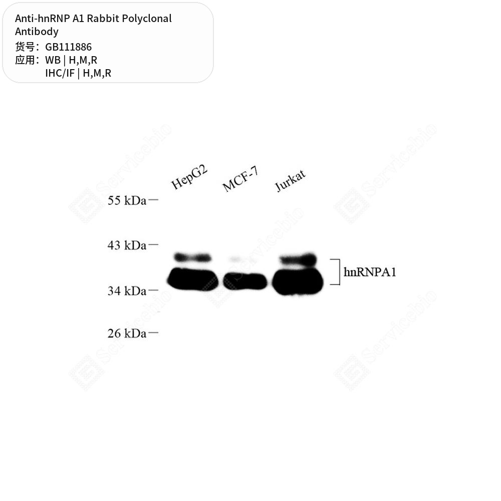Антитела первичные, поликлональные кролика к hnRNP A1 крысы, мыши, человека, 100 мкл