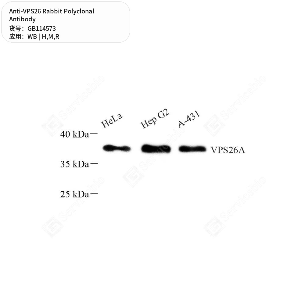 Антитела первичные, поликлональные кролика к VPS26 крысы, мыши, человека, 50 мкл