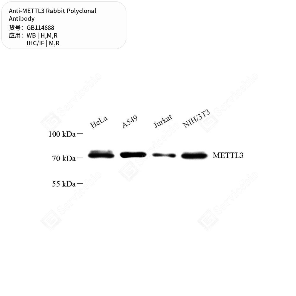 Антитела первичные, поликлональные кролика к METTL3 крысы, мыши, человека, 50 мкл