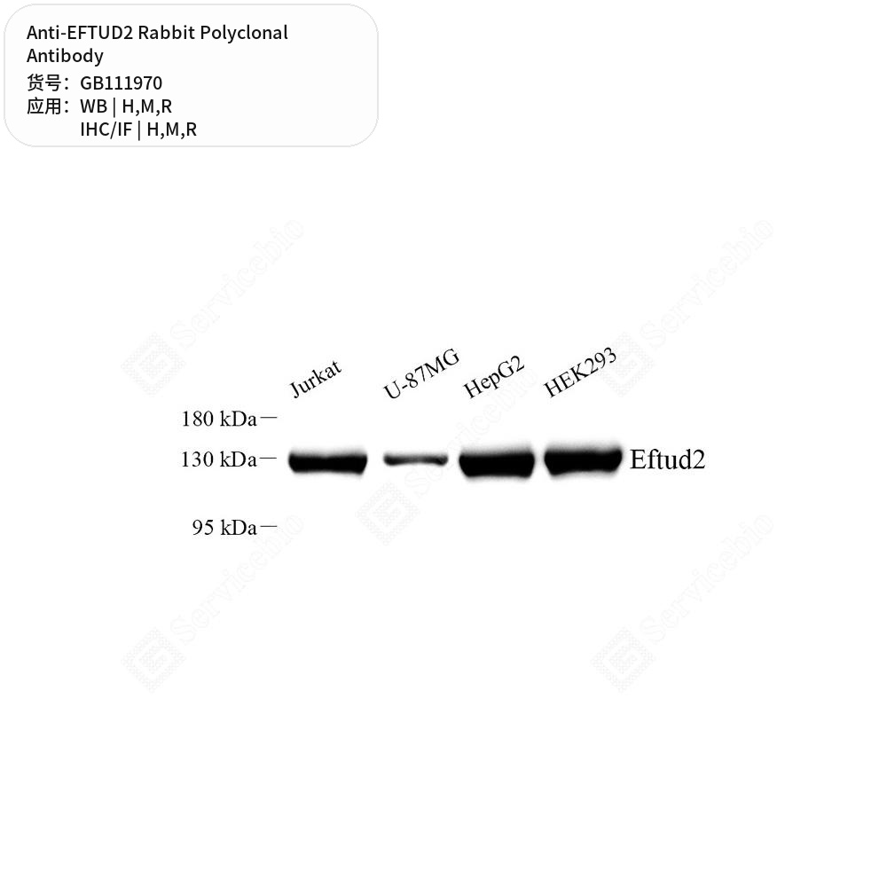 Антитела первичные, поликлональные кролика к EFTUD2 крысы, мыши, человека, 100 мкл