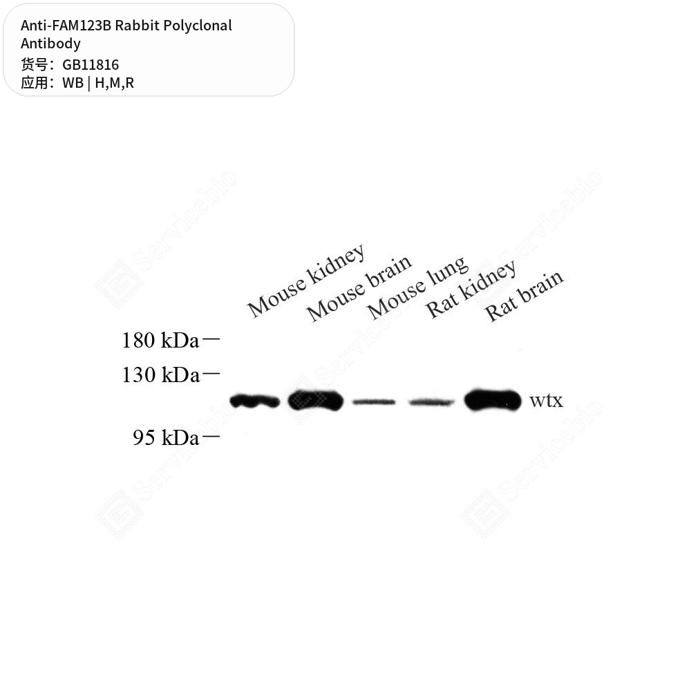 Антитела первичные, поликлональные кролика к FAM123B крысы, мыши, человека, 50 мкл