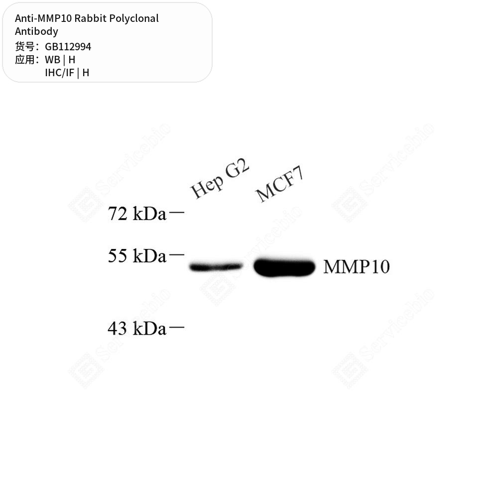 Антитела первичные, поликлональные кролика к MMP10 человека, 100 мкл