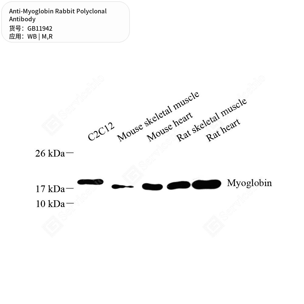 Антитела первичные, поликлональные кролика к Myoglobin крысы, мыши, 50 мкл