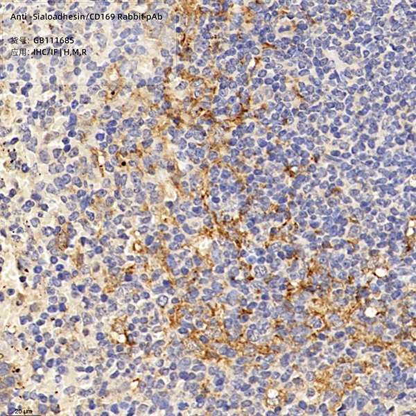Антитела первичные, поликлональные, Sialoadhesin/CD169, 100 мкл