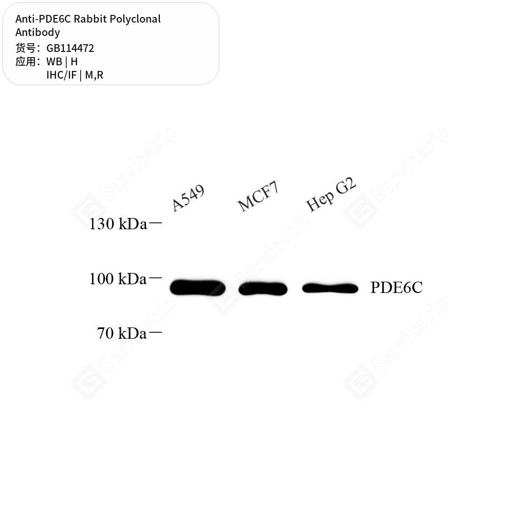 Антитела первичные, поликлональные кролика к PDE6C крысы, мыши, человека, 50 мкл