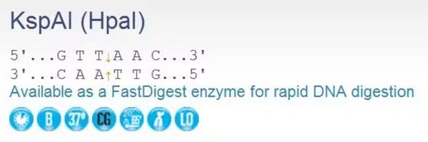 Эндонуклеаза рестрикции KspAI (HpaI), 10 ед/мкл, 2500 единиц