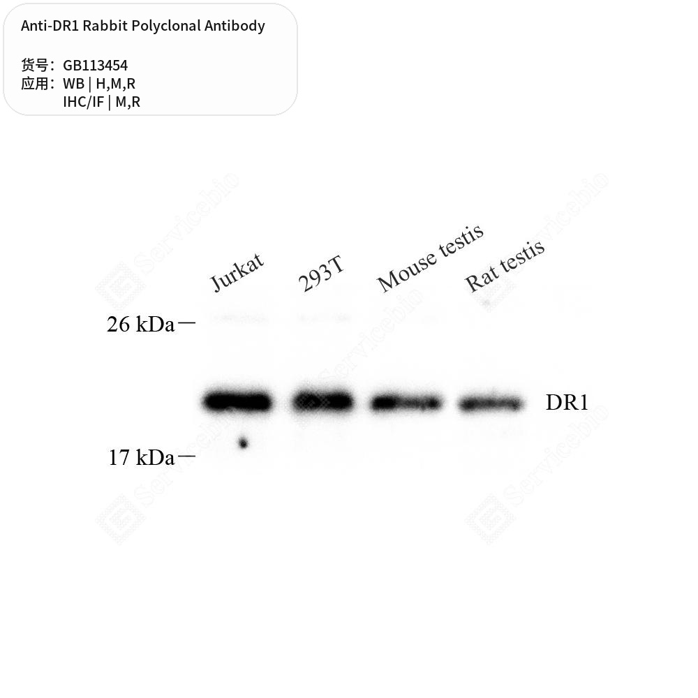 Антитела первичные, поликлональные кролика к DR1 крысы, мыши, человека, 100 мкл