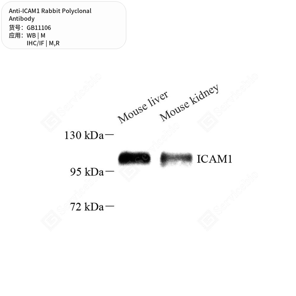 Антитела первичные, поликлональные кролика к ICAM1 крысы, мыши, 100 мкл