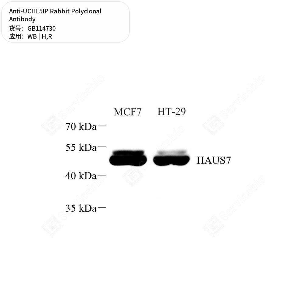 Антитела первичные, поликлональные кролика к UCHL5IP крысы, человека, 50 мкл