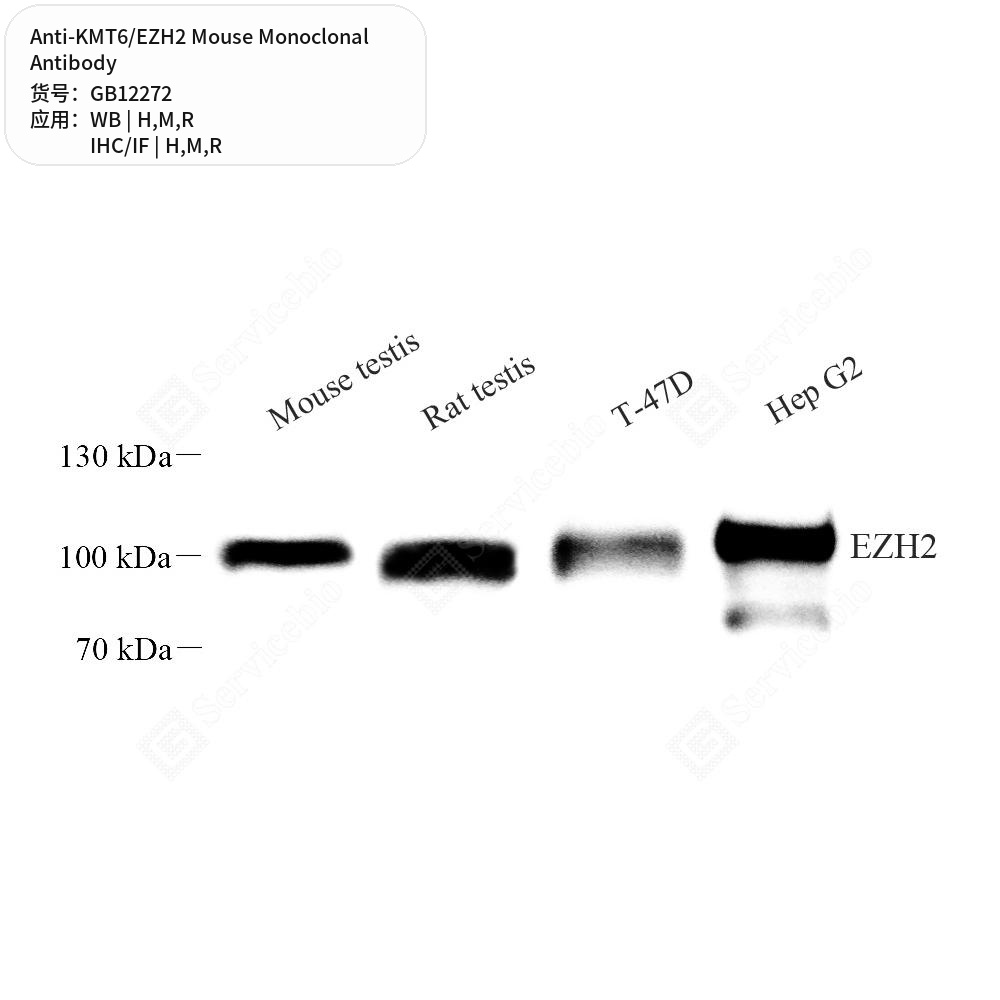 Антитела первичные, моноклональные мыши к KMT6/EZH2 крысы, мыши, человека, 50 мкл