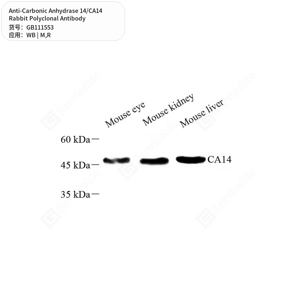 Антитела первичные, поликлональные кролика к Carbonic Anhydrase 14/CA14 крысы, мыши, 100 мкл
