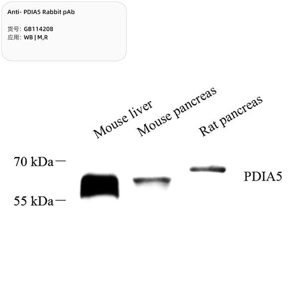 Антитела первичные, поликлональные, PDIA5, 100 мкл