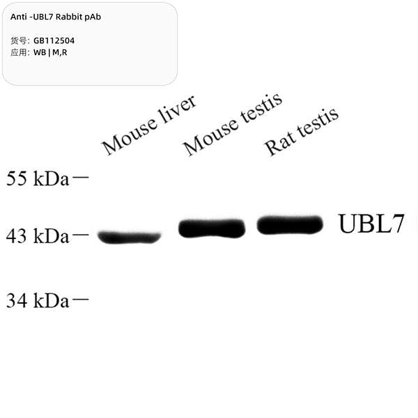 Антитела первичные, поликлональные, UBL7, 100 мкл