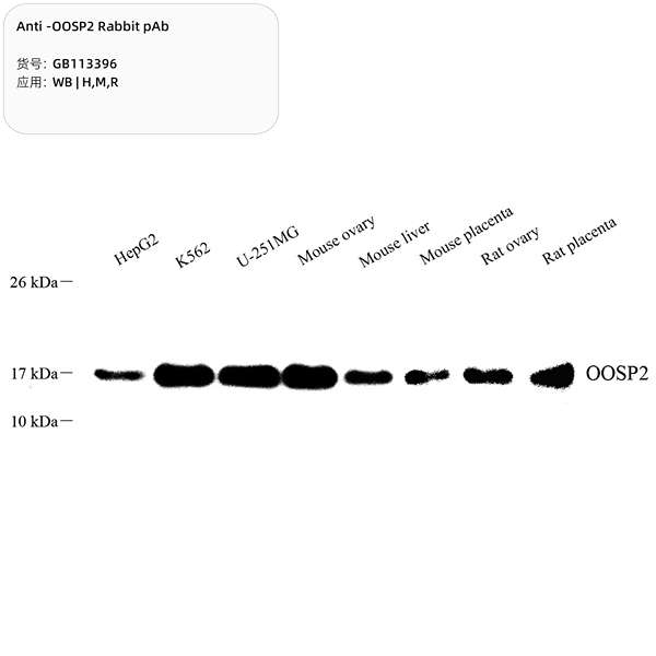 Антитела первичные, поликлональные, OOSP2, 100 мкл