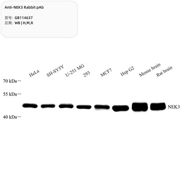 Антитела первичные, поликлональные, NEK3, 100 мкл