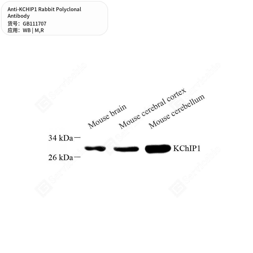Антитела первичные, поликлональные кролика к KCHIP1 крысы, мыши, 100 мкл