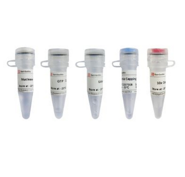 Фермент Vaccinia Capping Enzyme, 500 единиц