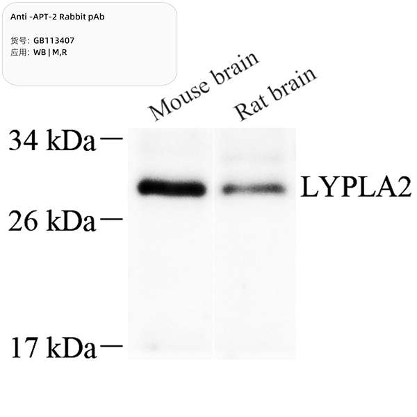 Антитела первичные, поликлональные, APT-2, 100 мкл