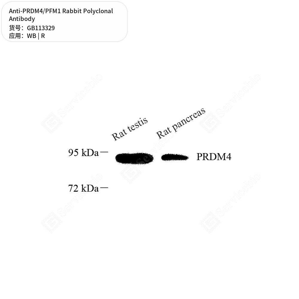 Антитела первичные, поликлональные кролика к PRDM4/PFM1 крысы, 50 мкл